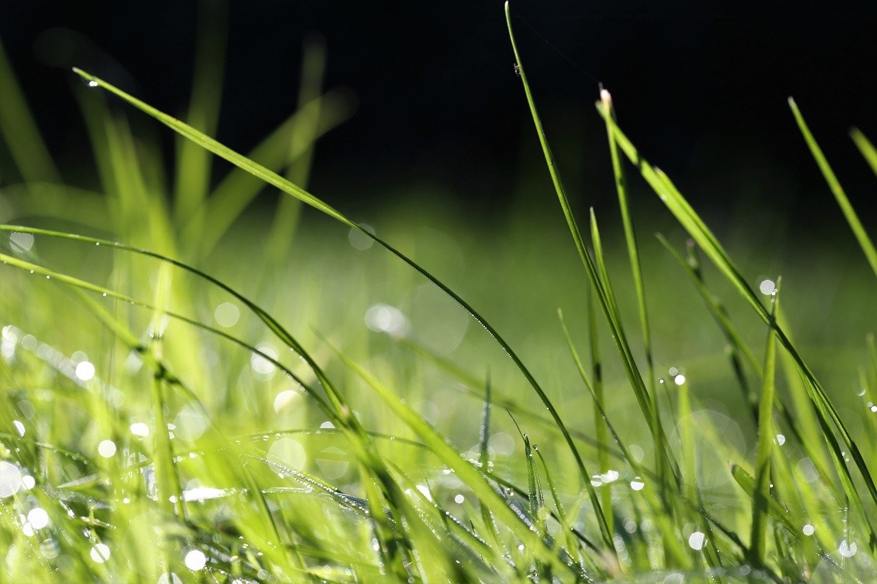 grass, dewdrop, nature